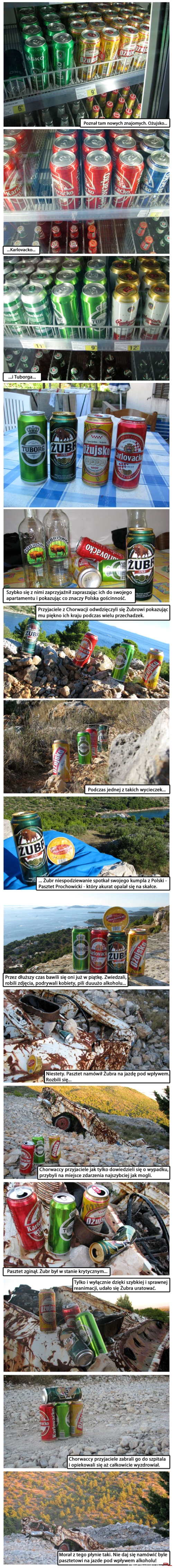 Żubr na wakacjach w Chorwacji