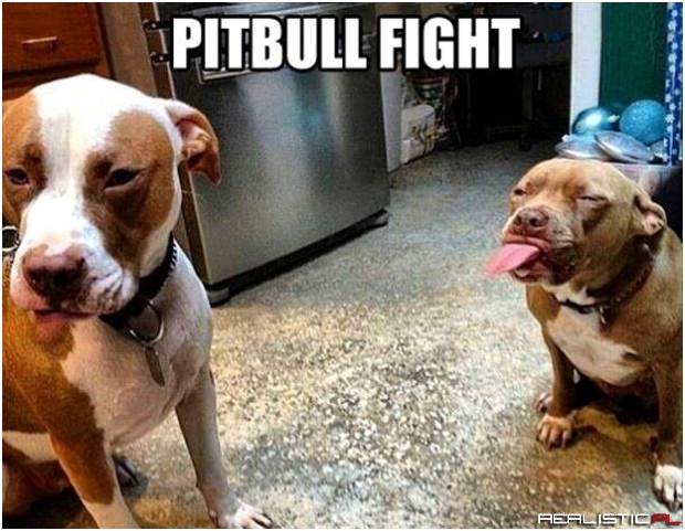 Graphic pitbull fight