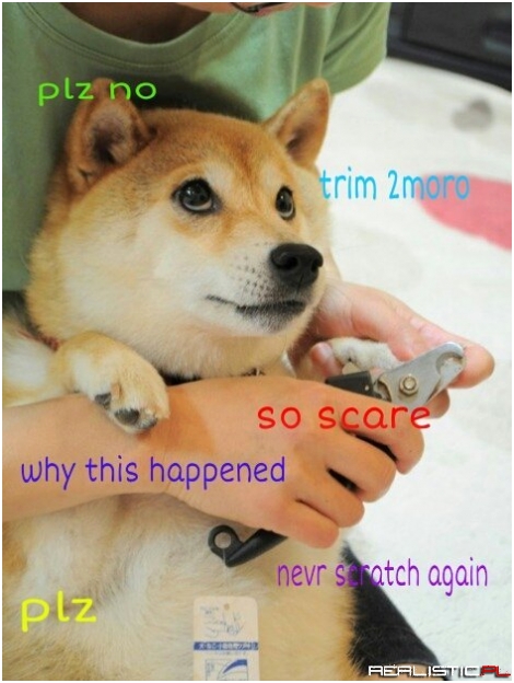 Pieseł u kosmetyczki