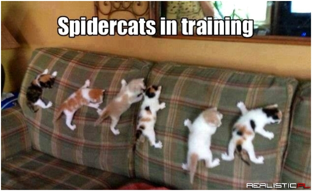SpiderCats In Training