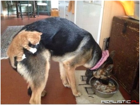 Jak rzep psiego ogona