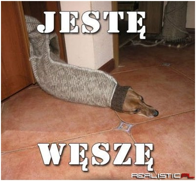 Jestę węszę