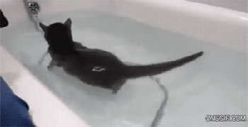 Kot lubiący kąpiele