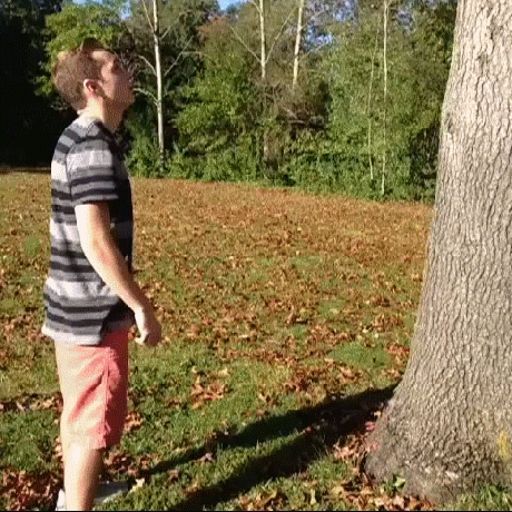 Liście lecą z drzew