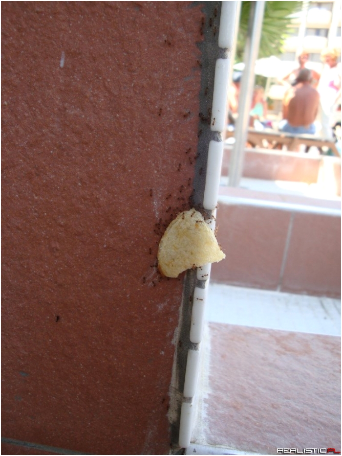 Mrówki wnoszące chipsa po ścianie