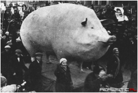 Największa świnia na świecie