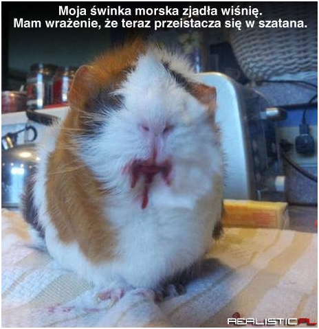 Świnka się przeistacza