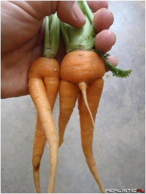 A babka od biologi mówiła, że marchewki rozmnażają się bezpłciowo...