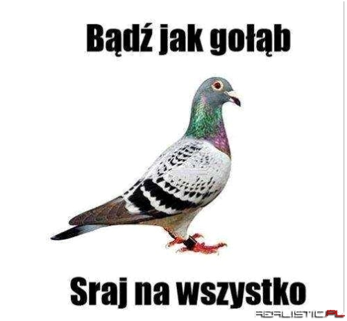 Bądź jak gołąb