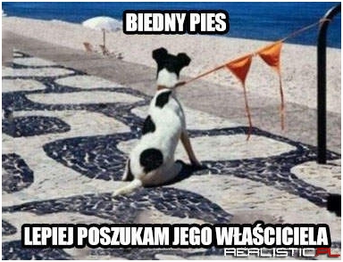 Biedny pies!