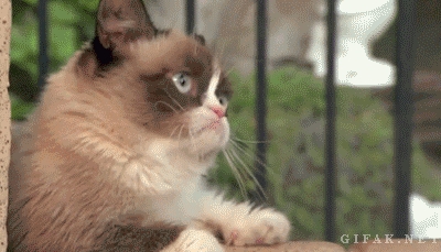 Grumpy Cat Meets Grumpy the Dwarf at Disneyland