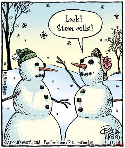 Komórki macierzyste