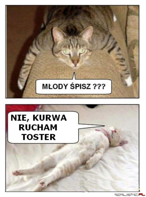 Koty...