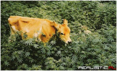 Krówka zawsze wie co dobre