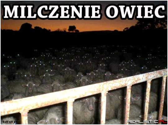 Milczenie owiec