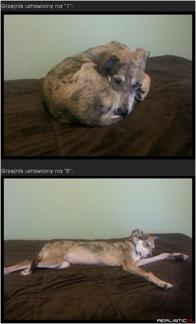 Mój pies i grzejnik