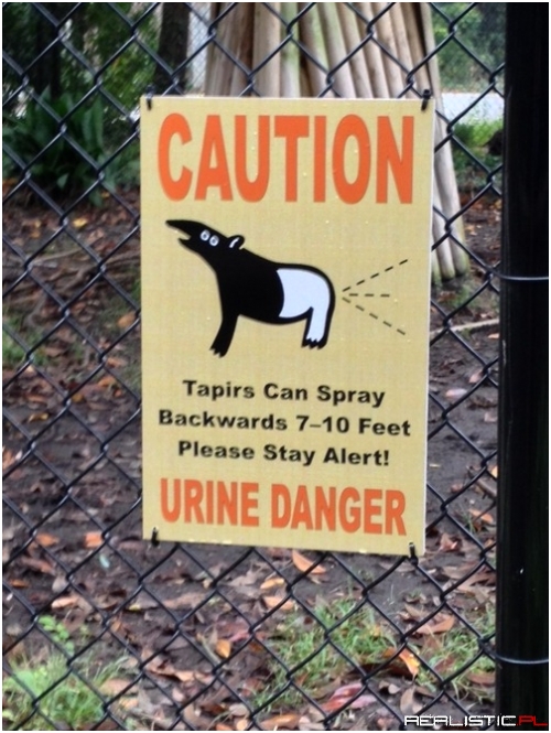 Niebezpieczny tapir