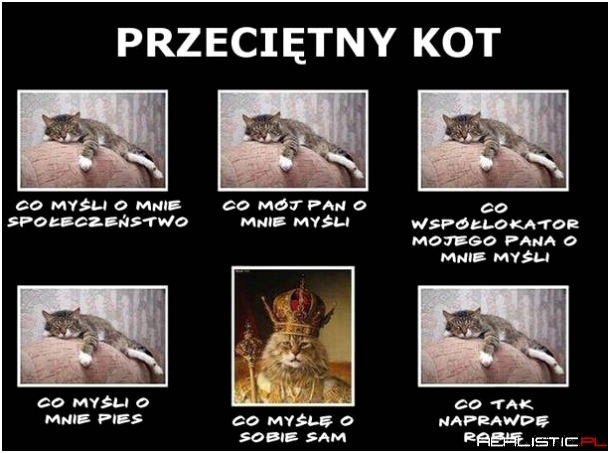Przeciętny kot