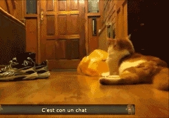 Reakcja kota rozwala