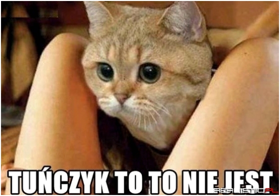 Co kot czuje między Twoimi nogami?