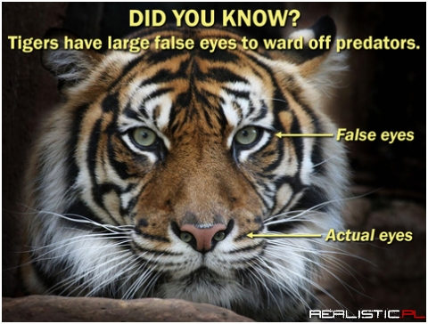 Did you know ?