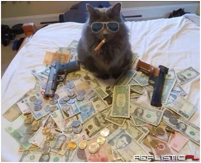 Gangsta cat