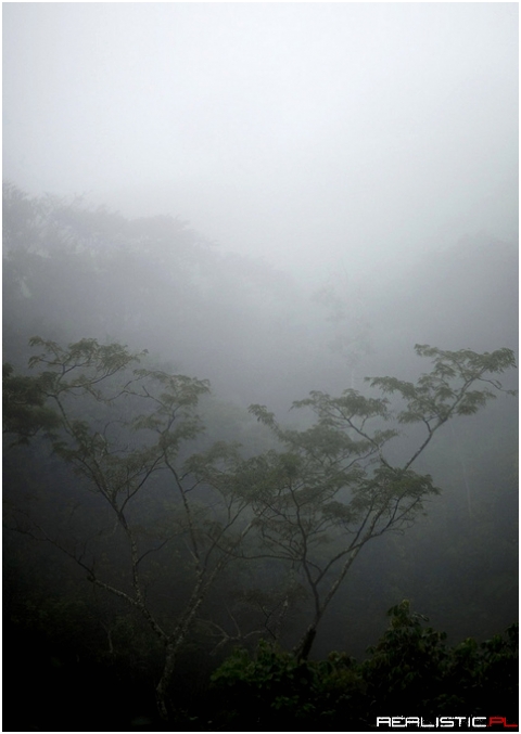 Gisakura forest in the fog, Rwanda