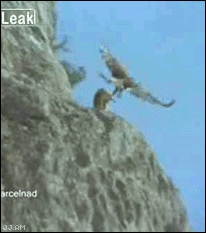 Jak ptak poluje na koze