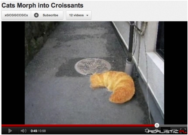 Kot ewolujący w croissanta