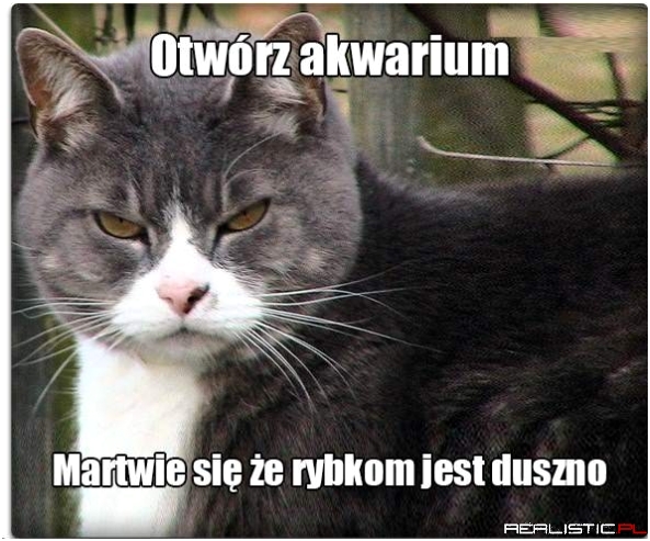 Kotek się martwi
