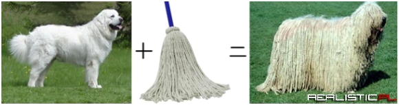 Mops?
