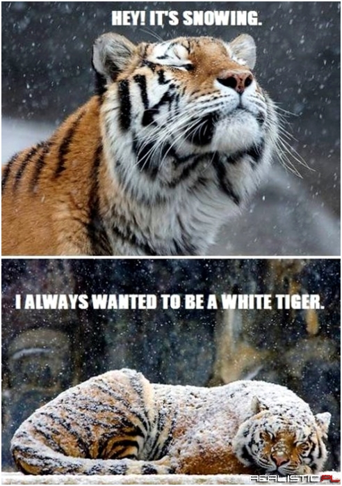 More Like Blue Tiger...It's Freezing!