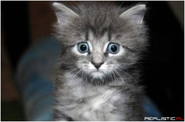 Najsmutniejszy kot w internetach