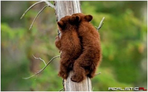 No, I Get the Top of the Tree!