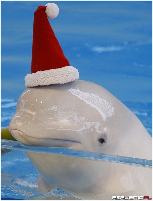 Świąteczny delfin