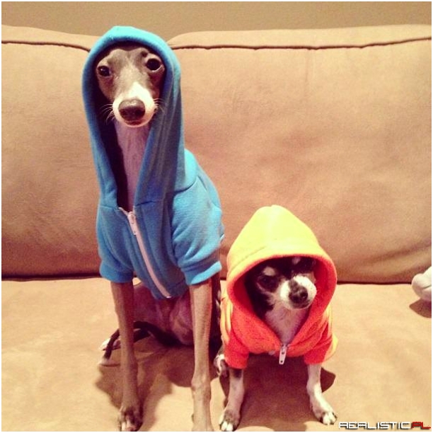 Yo bro !