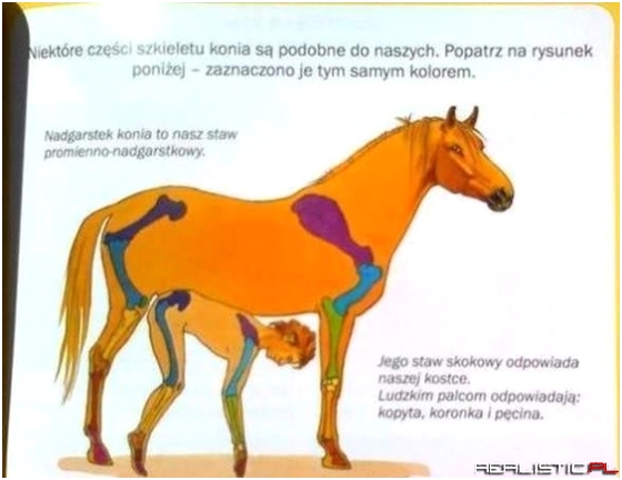 Człowiek jak koń - tego uczą w podstawówkach!