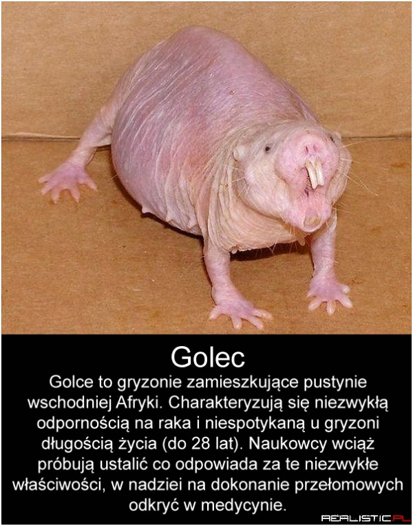 Golec, taki piękny