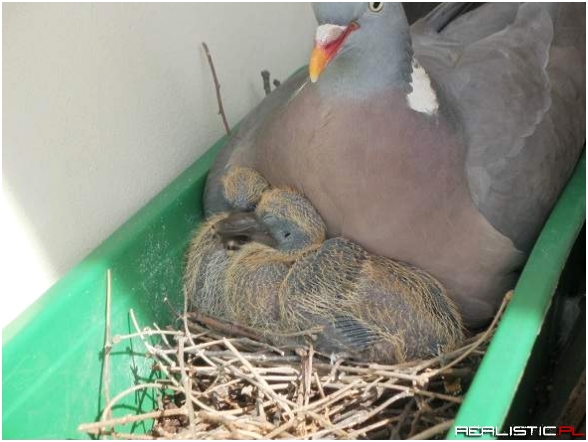 Małe gołębie - możesz umrzeć w spokoju.