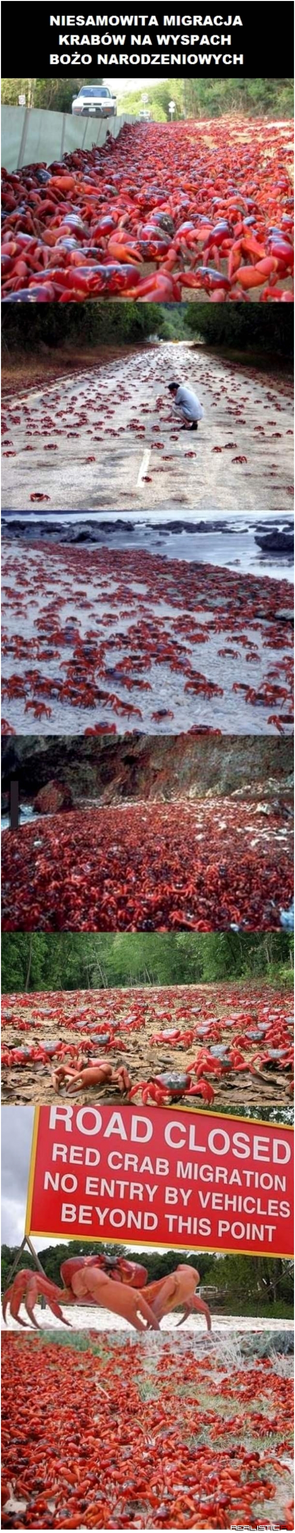 Wędrówki krabów :)