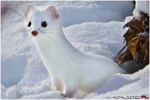Ermine Weasel