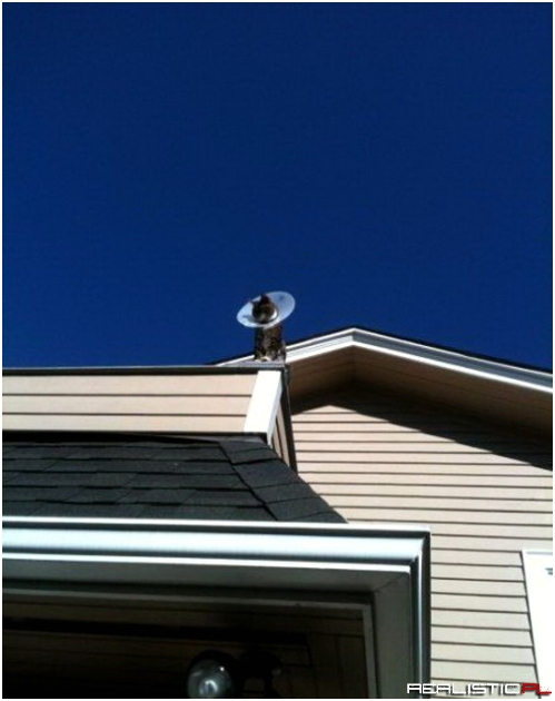 Kotek wzmacnia sygnał ;)