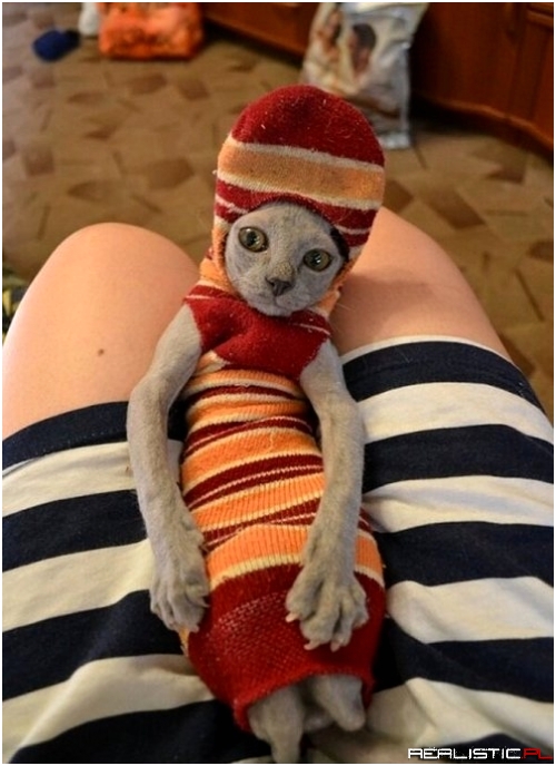 Strój zimowy dla kotów