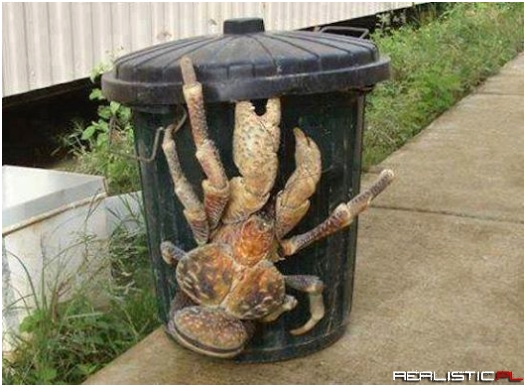 The coconut crab is the largest living arthropod in the world!