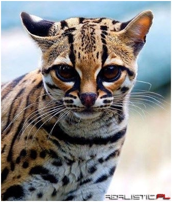 The Margay is a spotted cat