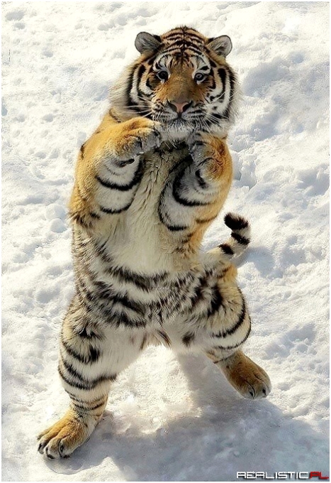 Boxing Pose!