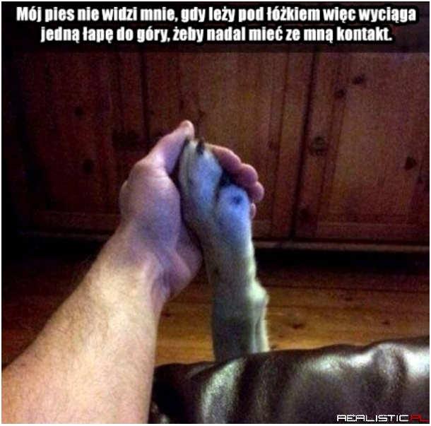 Łapka!
