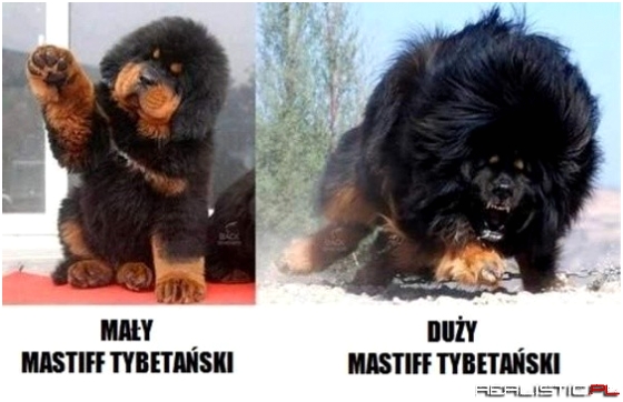 Najstraszniejszy pies świata