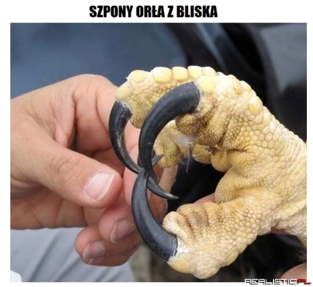 Szpony Orła z bliska