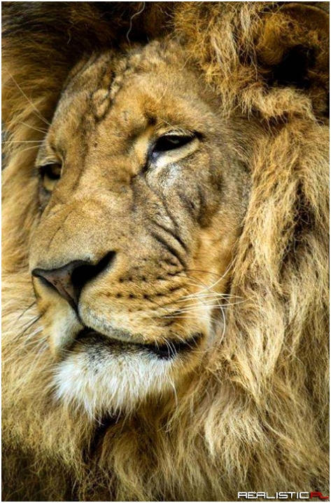 The face of a king